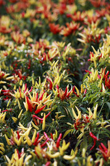 Chilipflanzen