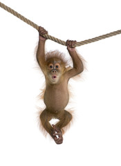 Fototapeta premium Mały orangutan sumatrzański (4 miesiące), wiszący na linie
