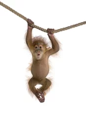 Rucksack Baby Sumatra Orang-Utan (4 Monate alt), hängt an einem Seil © Eric Isselée