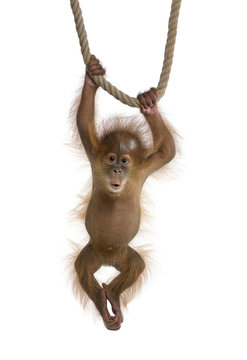 Baby Sumatran Orangutan (4 months old), hanging on a rope