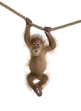 Fototapeta Baby Sumatran Orangutan (4 months old), hanging on a rope