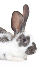 A rabbit isolated on white background