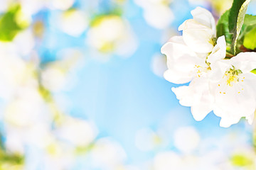 Fototapeta na wymiar abstract background of spring flowers