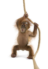 Baby Sumatran Orangutan (4 months old), hanging on a rope © Eric Isselée