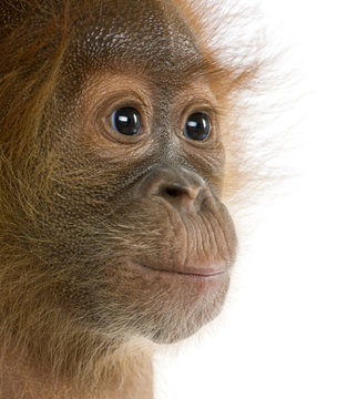 Close-up of  Baby Sumatran Orangutan (4 months old)