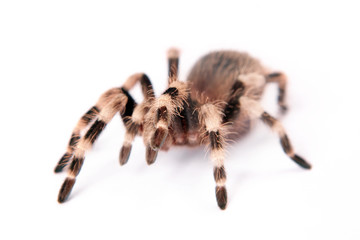 beautiful spider isolated on white background