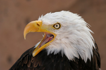 American eagle
