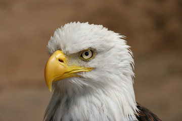 American eagle