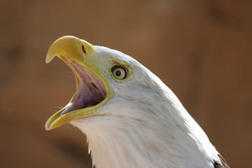 American eagle