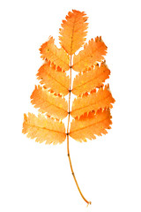 autumn leaves isolated on white background