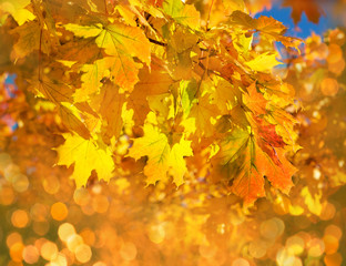 yellow leaves from the sunlight