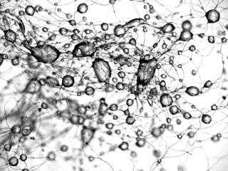 Water drops on wool black and white