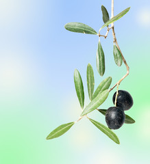olive branch with fruits isolated on background
