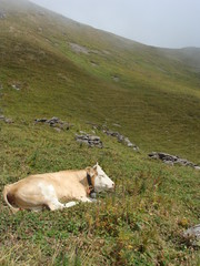Fototapeta na wymiar Kuh auf der Alm in der Schweiz