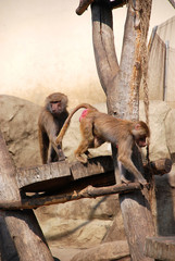 Dwa pawiany © Ewa Oderkiewicz