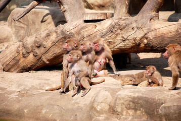 Rodzina pawianów © Ewa Oderkiewicz