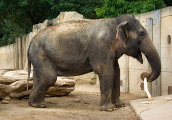 Fototapeta premium Asian elephant playing with stick