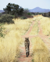 Gepard © Galyna Andrushko