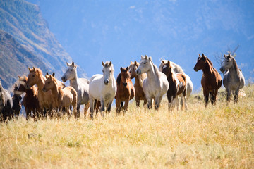A herd of horses - 17632844