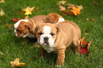 Fototapeta premium Three English Bulldog Puppies in Leaves