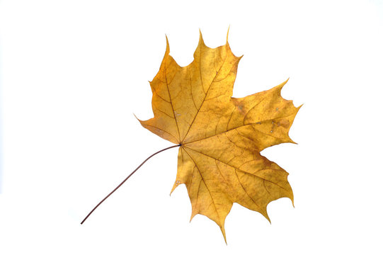 beautiful autumn colour leaf