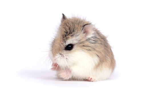 roborovski hamster