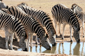 Fototapeta na wymiar Zebra Herd Drinking Water