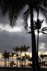 Obraz premium Silhouette of Palm Trees