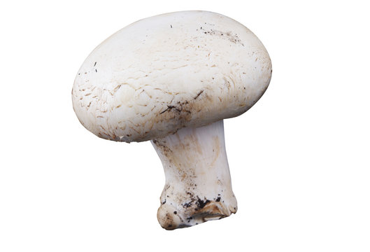 Funghi 4 10 09