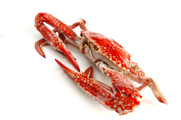 single crab