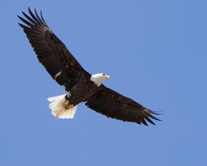Bald eagle - 17639059