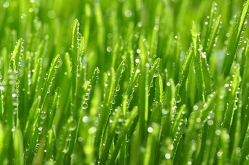 Fototapeta premium Green grass with dew drops