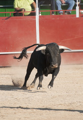 Fighting bull