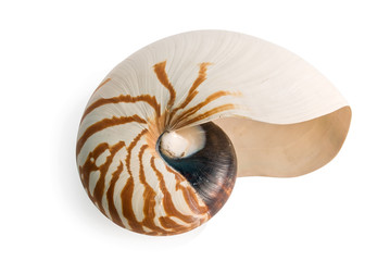 sea shell