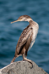 cormorano