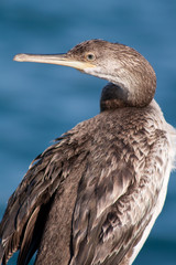 cormorano