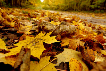 Pile of dried yellow maple leaves