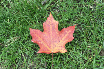 Red Maple Leaf on green grass background