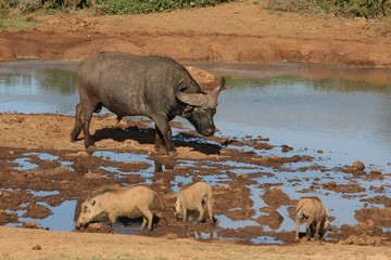 African Wildlife Waterhole