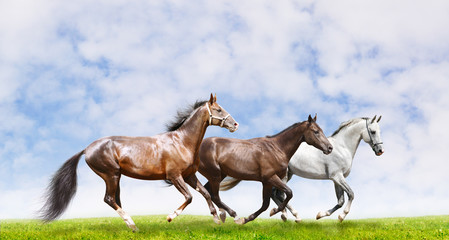 Fototapeta na wymiar herd galloping in field