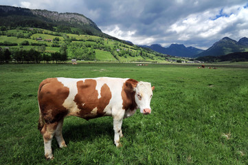 Fototapeta na wymiar Cow in a grass field