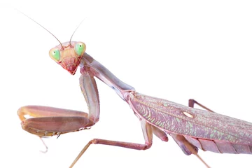 Rolgordijnen mantis stare to you isolated on white background © 2happy