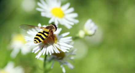 Obraz premium Kamille