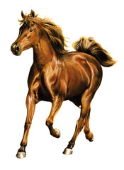 Obraz na płótnie Canvas trabendes Pferd