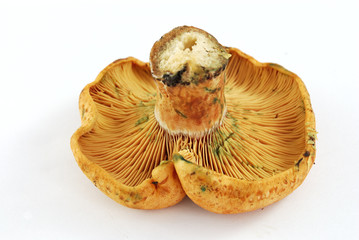 Reboll&oacute;n boca arriba sobre fondo blanco