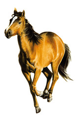 Fototapeta na wymiar galoppierendes Pferd