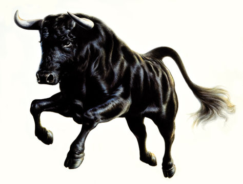 Stier