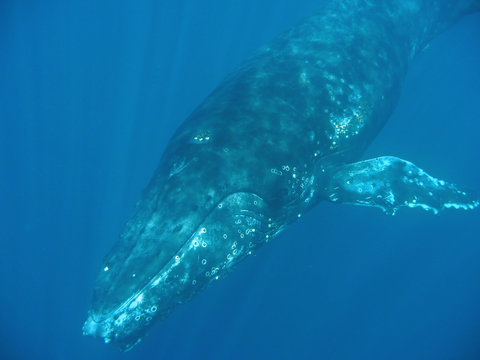 Baleine &agrave; bosse