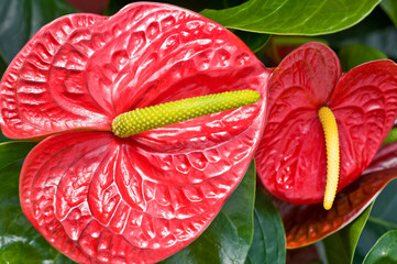 red anthurium