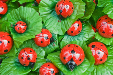 ladybirds